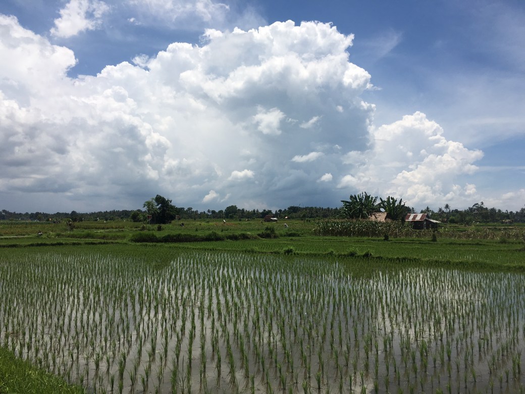 bali-rice-fields-nov-2016